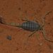 Buthacus leptochelys - Photo (c) Vlada Trailin, algunos derechos reservados (CC BY-NC), uploaded by Vlada Trailin