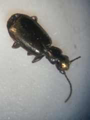 Microlestes linearis