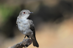 Pyrope pyrope pyrope