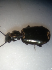 Microlestes linearis