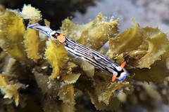 Hypselodoris maritima