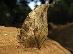 Consul panariste panariste