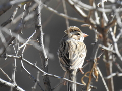 Spizella breweri