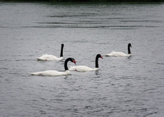 Cygnus melancoryphus