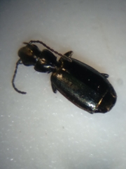 Microlestes linearis