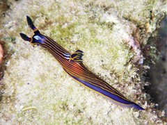 Tambja victoriae