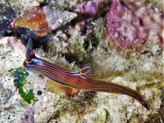 Tambja victoriae