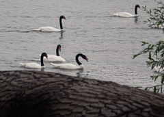 Cygnus melancoryphus