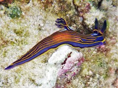 Tambja victoriae