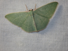 Chlorocoma melocrossa