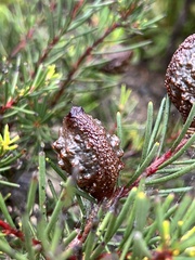 Hakea propinqua