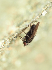 Leptocera