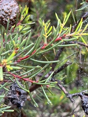 Hakea propinqua