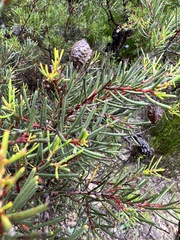 Hakea propinqua