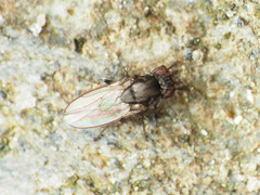 Leptocera