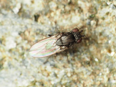 Leptocera