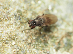 Leptocera