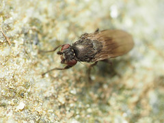 Leptocera