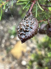Hakea propinqua