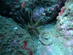 Astropyga pulvinata