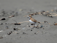 Charadrius collaris