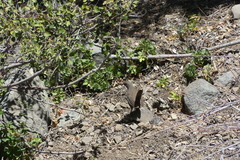 Pteroptochos megapodius