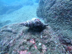 Triplofusus princeps