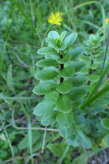 Veronica macrantha brachyphylla