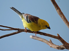 Sudan Golden Sparrow photo 2