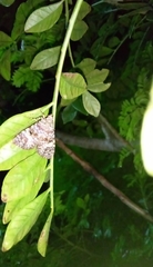Glenopteris oculifera