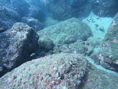 Halichoeres chierchiae