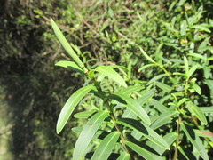 Veronica strictissima