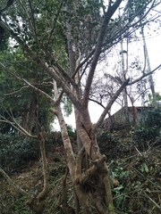 Ficus microcarpa microcarpa