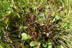 Gentianella grisebachii