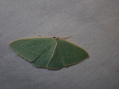 Chlorocoma melocrossa