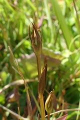 Gentianella grisebachii