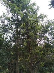 Podocarpus nakaii