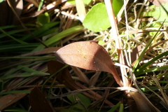 Gentianella grisebachii