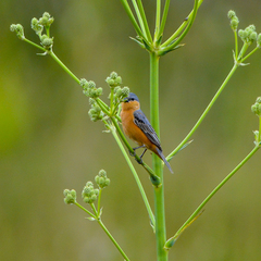 Sporophila hypoxantha