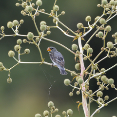 Sporophila beltoni