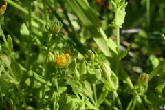 Hypericum pusillum