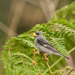Sporophila beltoni