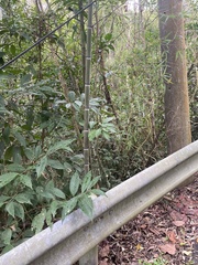 Phyllostachys edulis