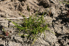 Carex resectans