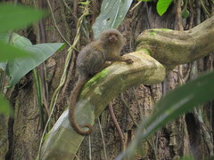 Cebuella pygmaea
