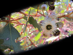 Eucalyptus canescens canescens