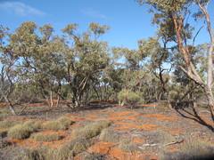 Eucalyptus canescens canescens