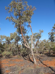 Eucalyptus canescens canescens