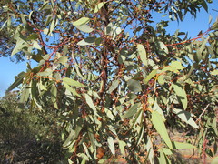 Eucalyptus canescens canescens