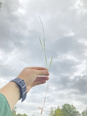 Dichanthelium neuranthum